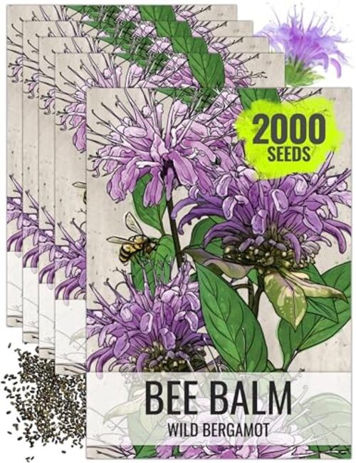 Bee Balm Seeds for Planting Wild Bergamot – Heirloom & 5 Packs Wild Bee Balm