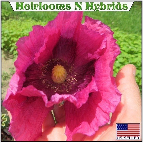 2,500 The Giant Rattle Papavear Somniferum Giganteum Poppy Seeds Huge Pods