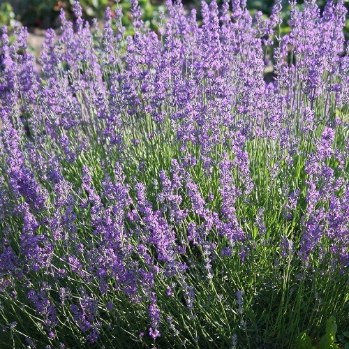1,500 Heirloom Perennial English Vera Lavender Seeds Beautiful Fragrant NonGMO