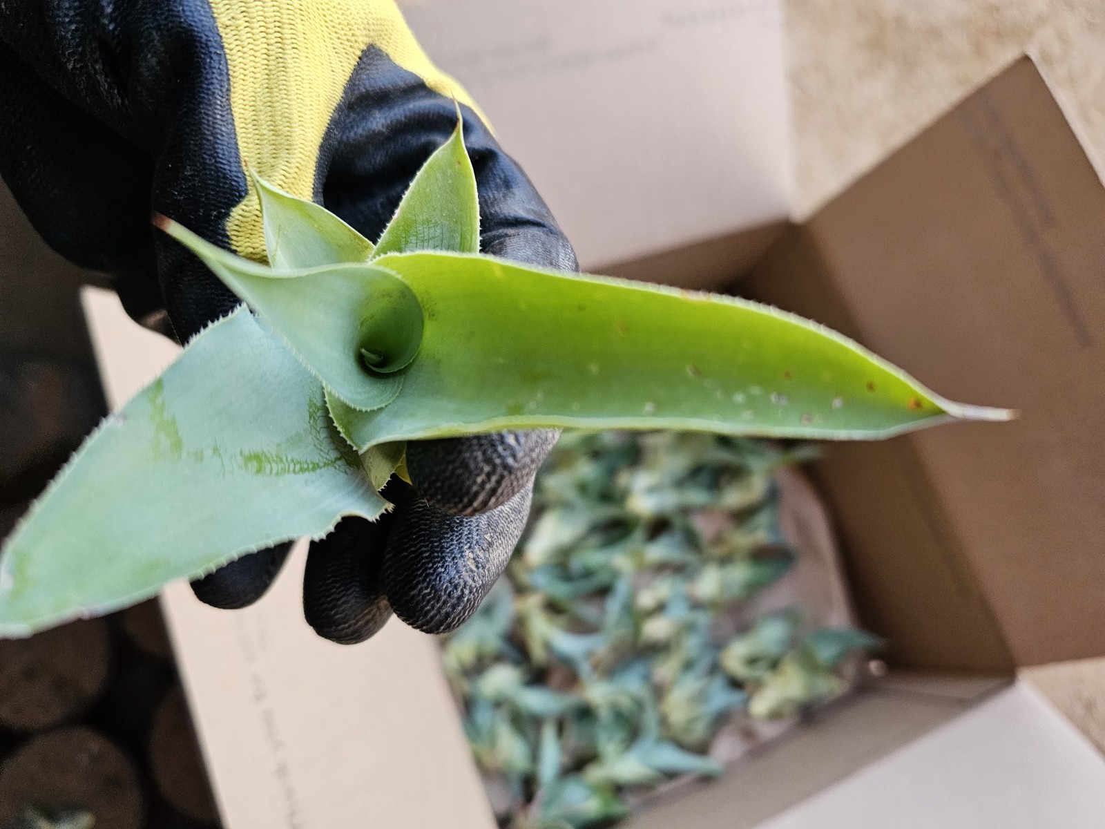 Agave Vilmoriniana Seeds, 125 pack; Aka: Amolé & Octupus Agave