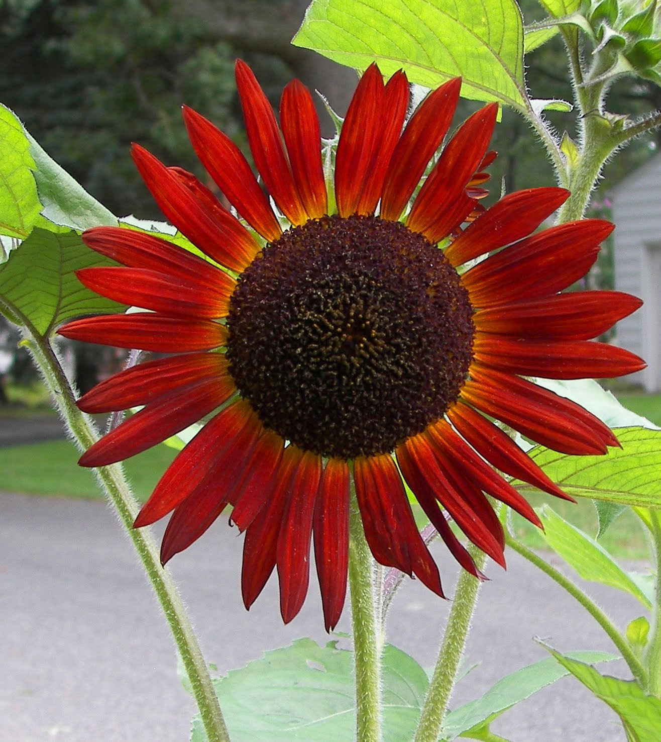 sunflower, RED SUN flower, 50 seeds! GroCo buy US USA