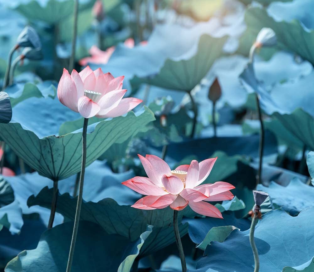 30PCS Bowl Lotus Seeds Bonsai Lotus Seeds for Planting Water Lily Flower