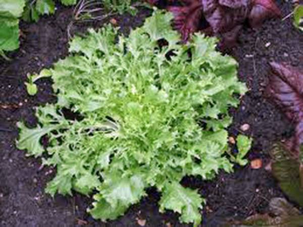 LETTUCE SEED, ENDIVE BROADLEAF BATAVIAN, HEIRLOOM, NON GMO, 100 SEEDS