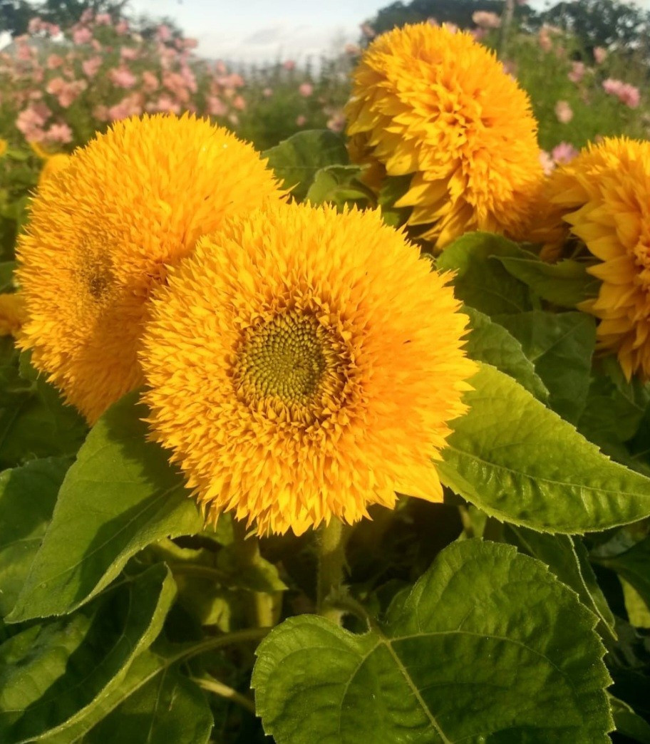 25 x Teddy Bear Sunflower Seeds Yellow Sunflower