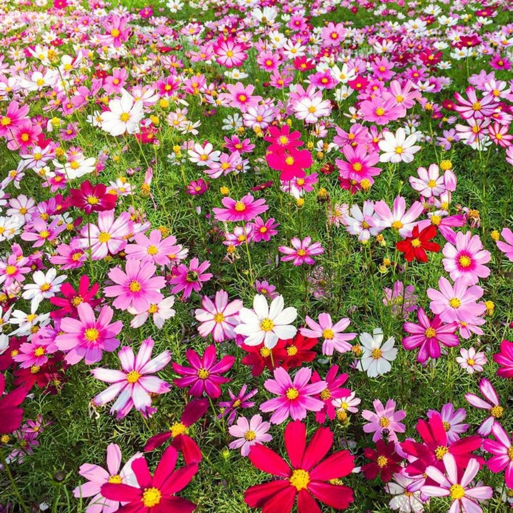 Bulk Seeds Mix Cosmos (Cosmos bipinnatus) Non-GMO Seeds Long Lasting Bloom 500+