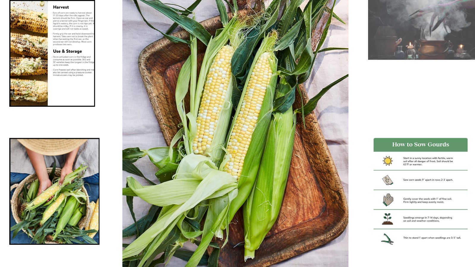 GMO-Free Peaches & Cream Sweet Corn Seeds – 200 Seeds for Flavorful Harvests