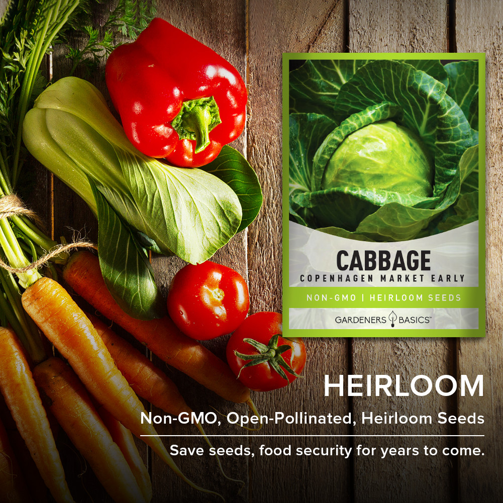 Copenhagen Market Early Cabbage Seeds