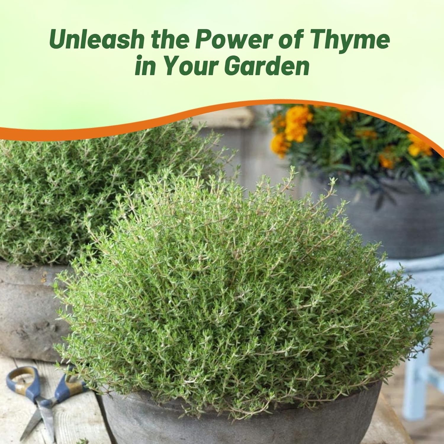 5000 Seeds Thyme Seeds – Thymus Vulgaris Drought Tolerant Herb Garden Plant Seed