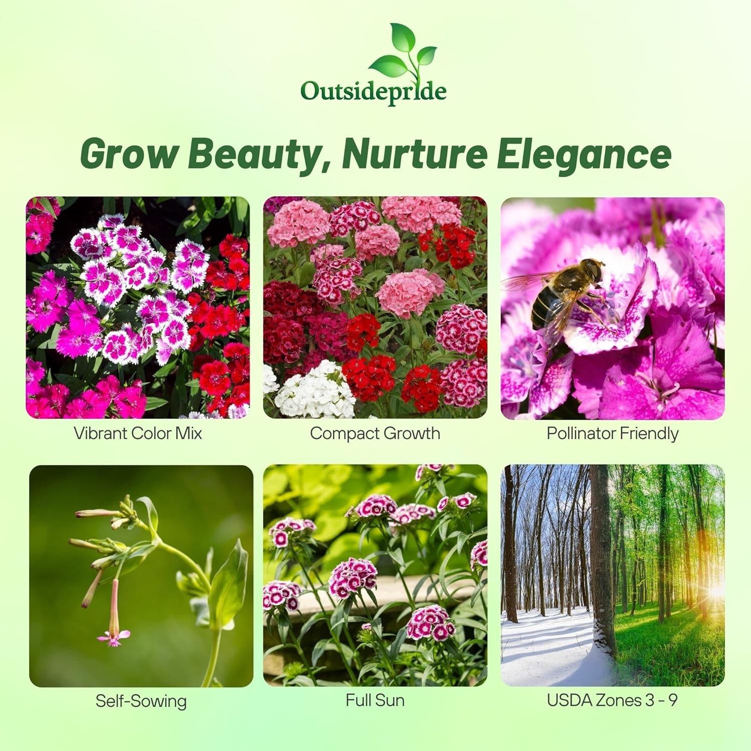 1 LB Dianthus Sweet William Seed Mix For Planting | Xeriscape Landscaping