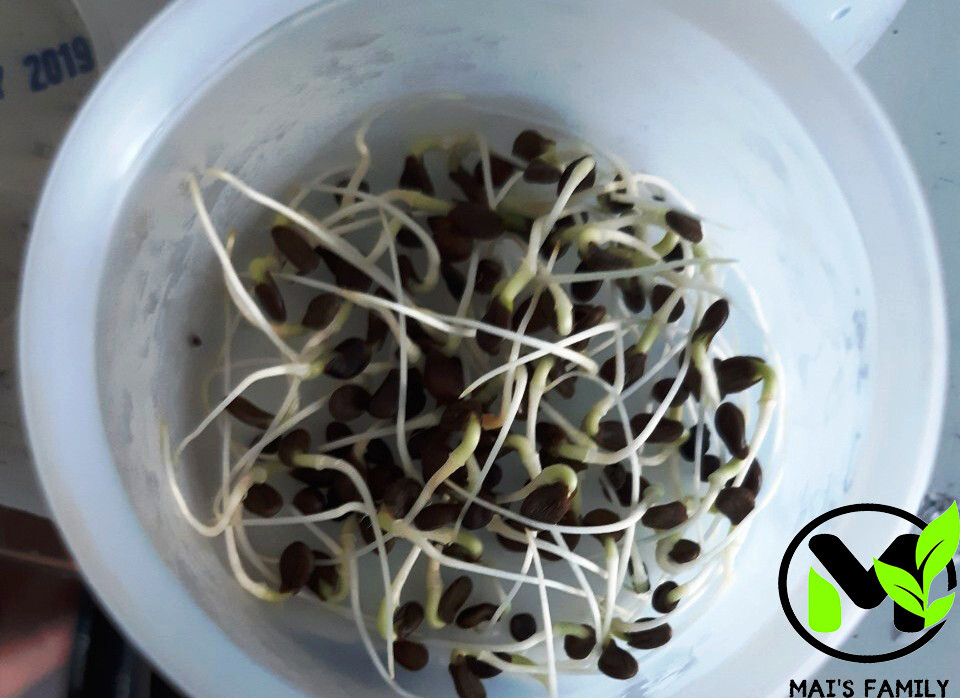 WATER MIMOSA SEEDS, HẠT RAU NHÚT (Sensitive Plant), Neptunia oleracea 水含羞草