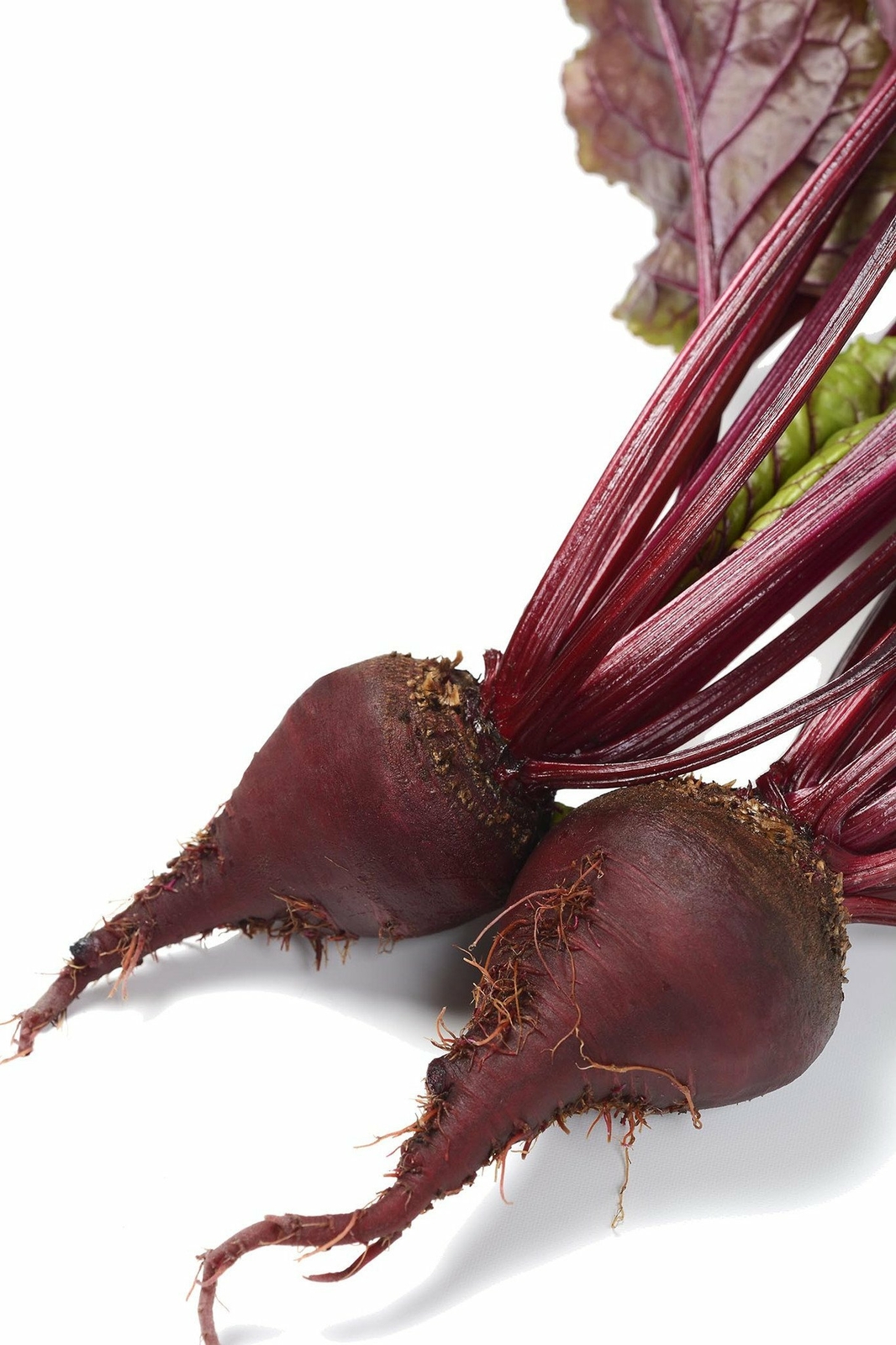 Organic Bulls Blood Beet – Beta vulgaris