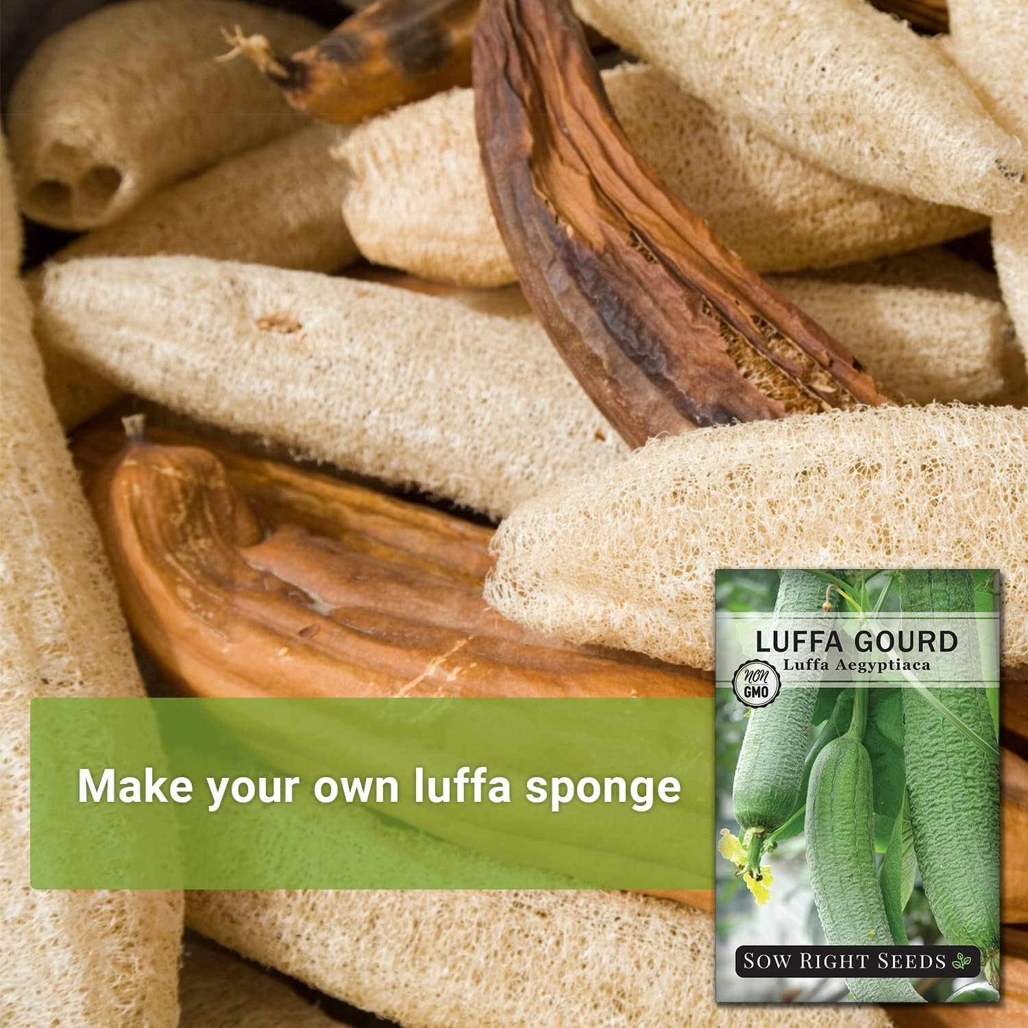 Unique Luffa Gourd Seeds – Grow Edible Fruiting Gourds and Natural Bath Sponges