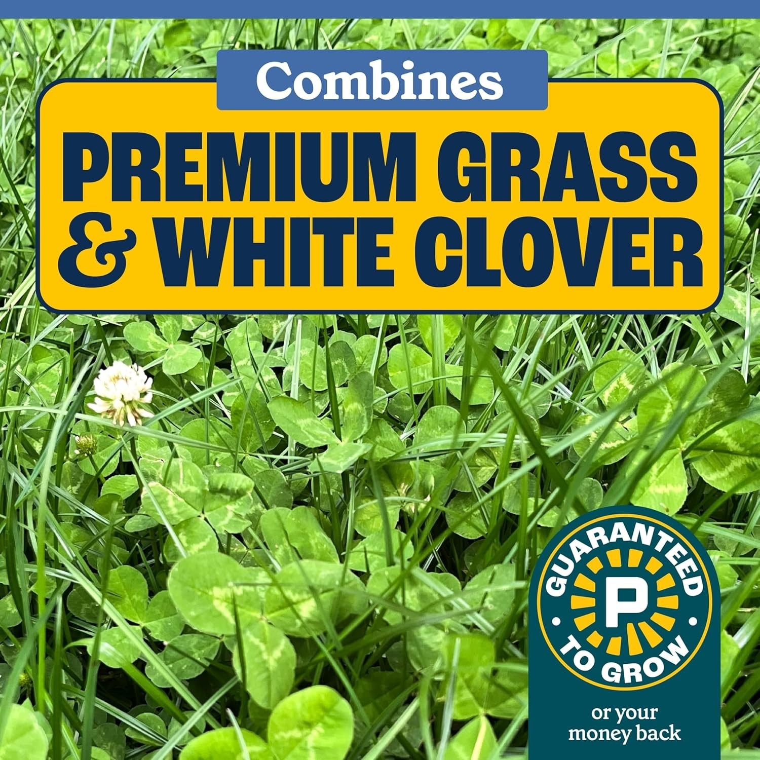 Grass and Clover Mix 7 lbs Low Water Pollinator Friendly Fall Spring Planting