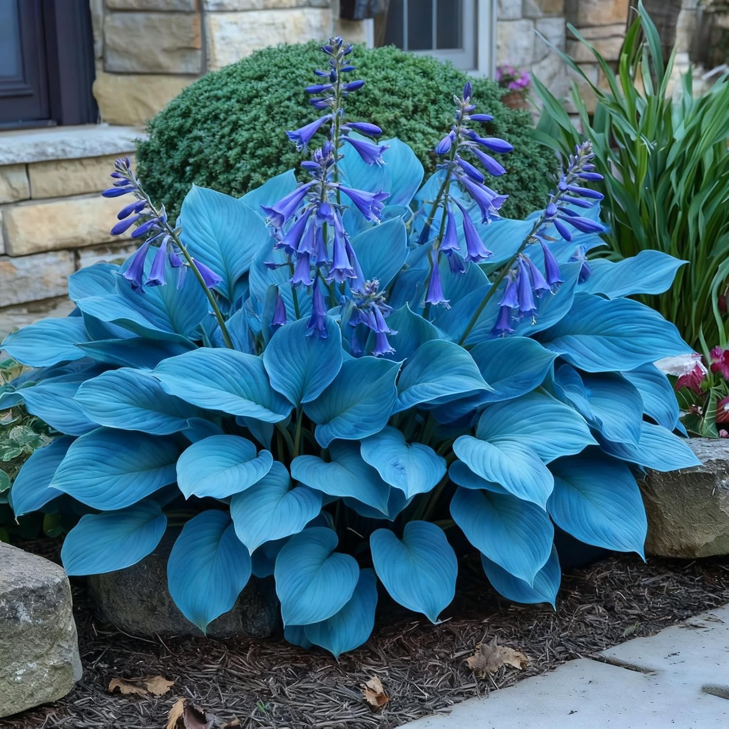 Hosta Seeds for Planting, 300+ Mixed Color Perennial Hosta Seed, Heirloom Non-GM