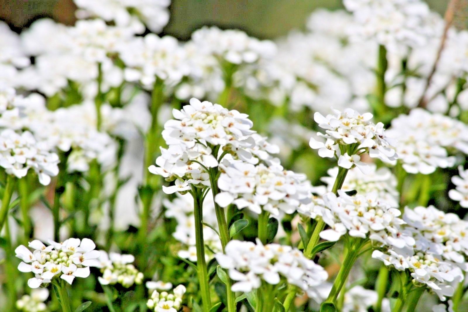 1501+TALL SWEET ALYSSUM Flower Seeds Drought Heat Groundcover Container Easy