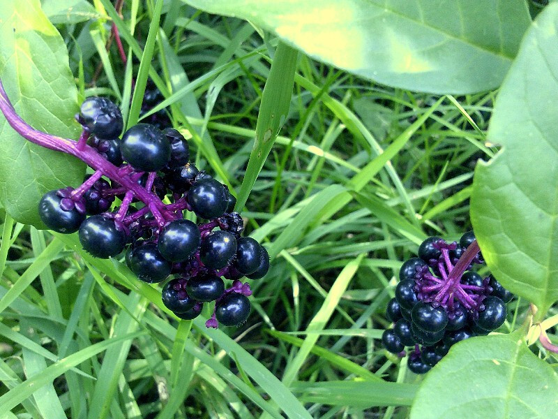 35 Pokeweed Seeds Poke Salad (Phytolacca americana)