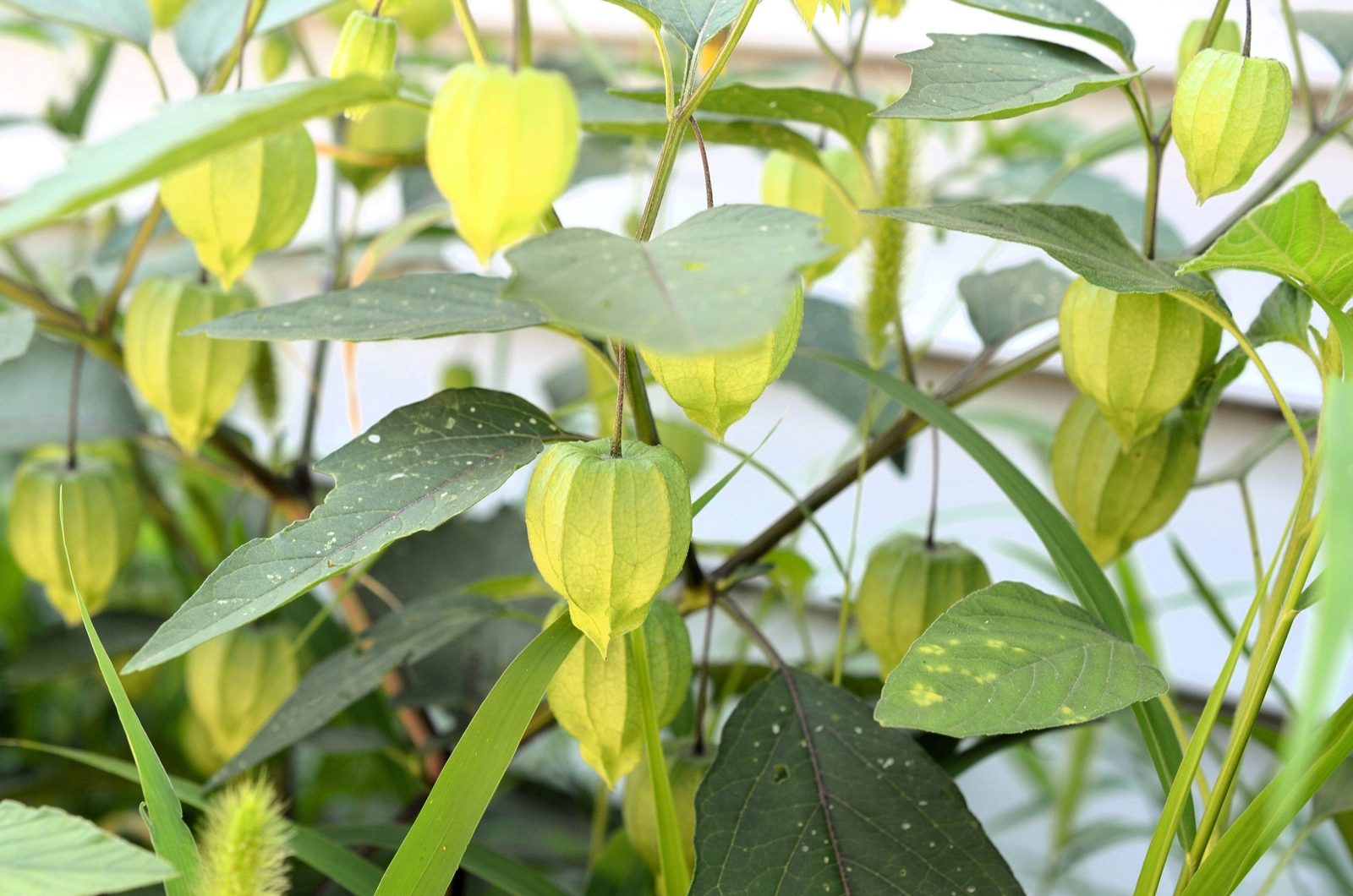 200 GRANDE Rio VERDE TOMATILLO Green Physalis Ixoxcarpa Vegetable Seeds