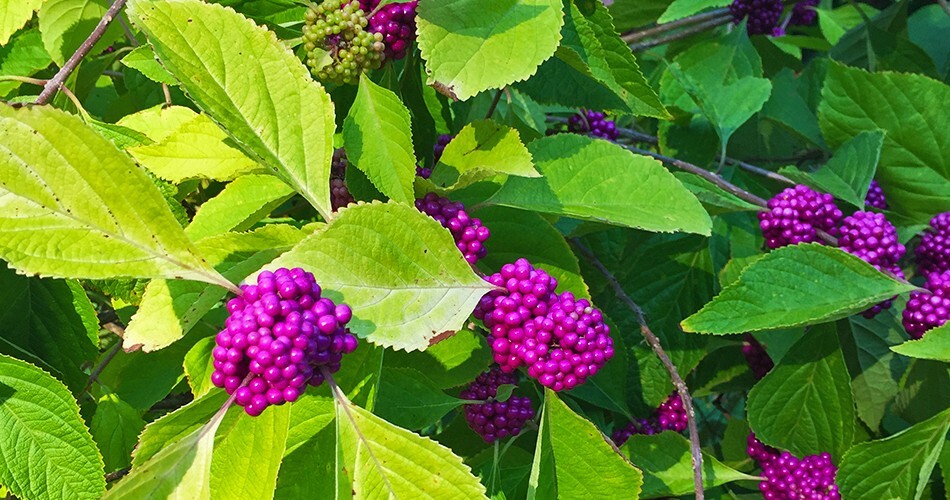 100+ ORGANIC PURPLE AMERICAN BEAUTY BERRY FRESH SEEDS