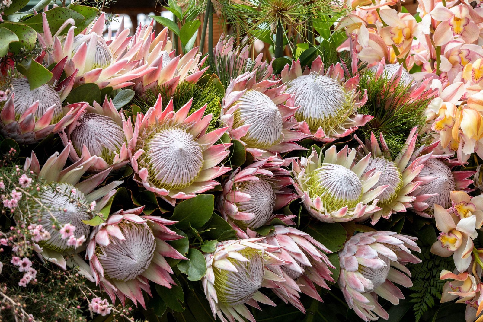 5 Giant KING PROTEA Cynaroides Sugarbush Rare 12″ Flower Seeds