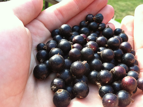 1 liter pot 16-20″ tall Consort Black currant, 1 well rooted plant potted