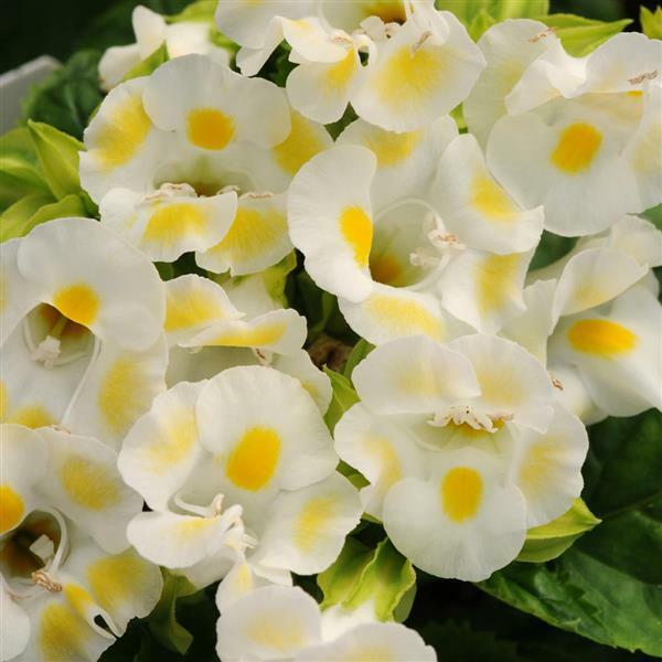 BIN#1R7D5 Torenia Seeds Kauai Lemon Seeds 50 Pelleted Seeds