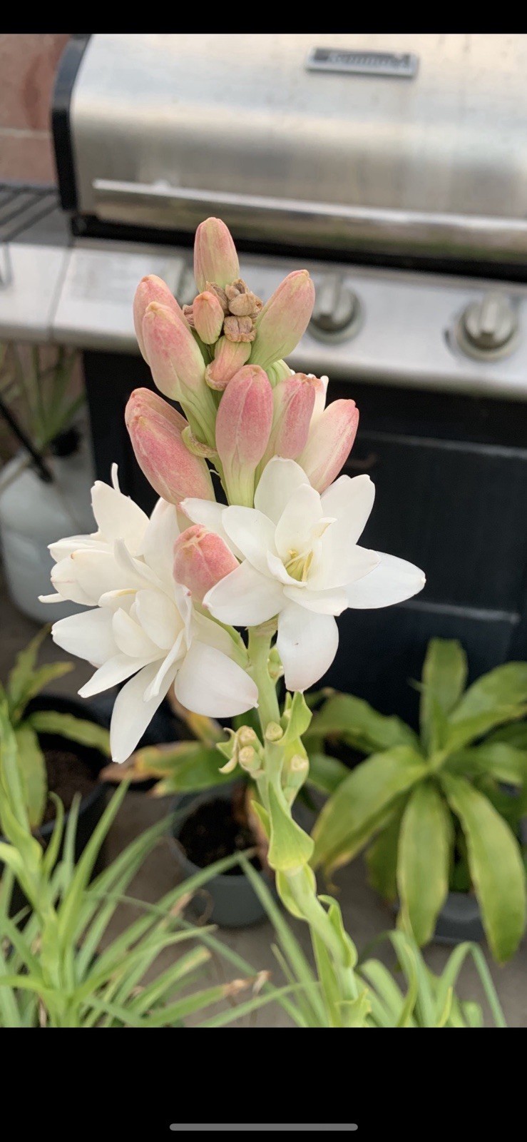 2 Tuberose Fragrance Double Pearl 2 Clump,Bulbs 5+Sz M/L sprouted Ready To Plant