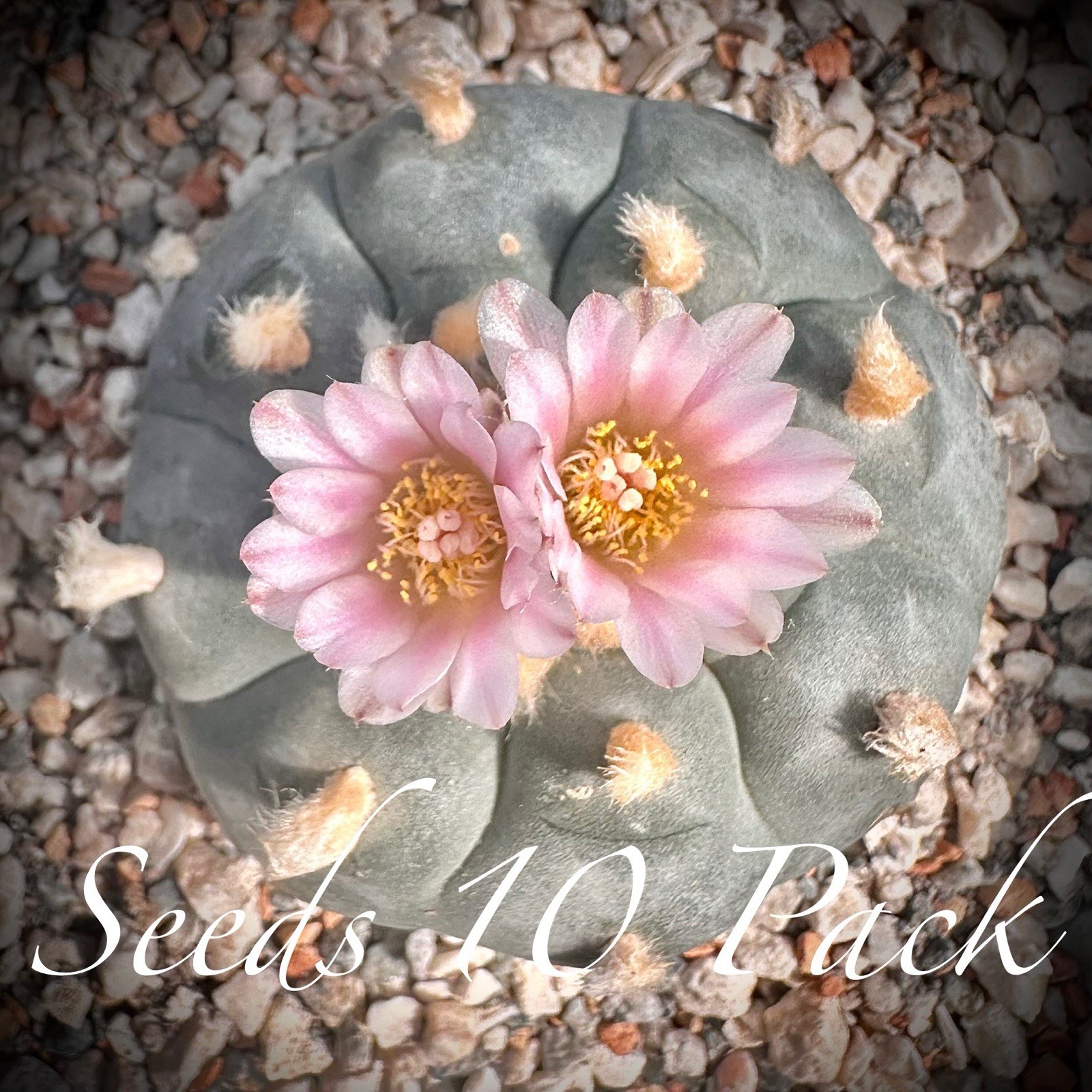 RARE SEEDS (10pk) L0ph…v. “Langtry” x10 (Ten) Cactus US SELLER