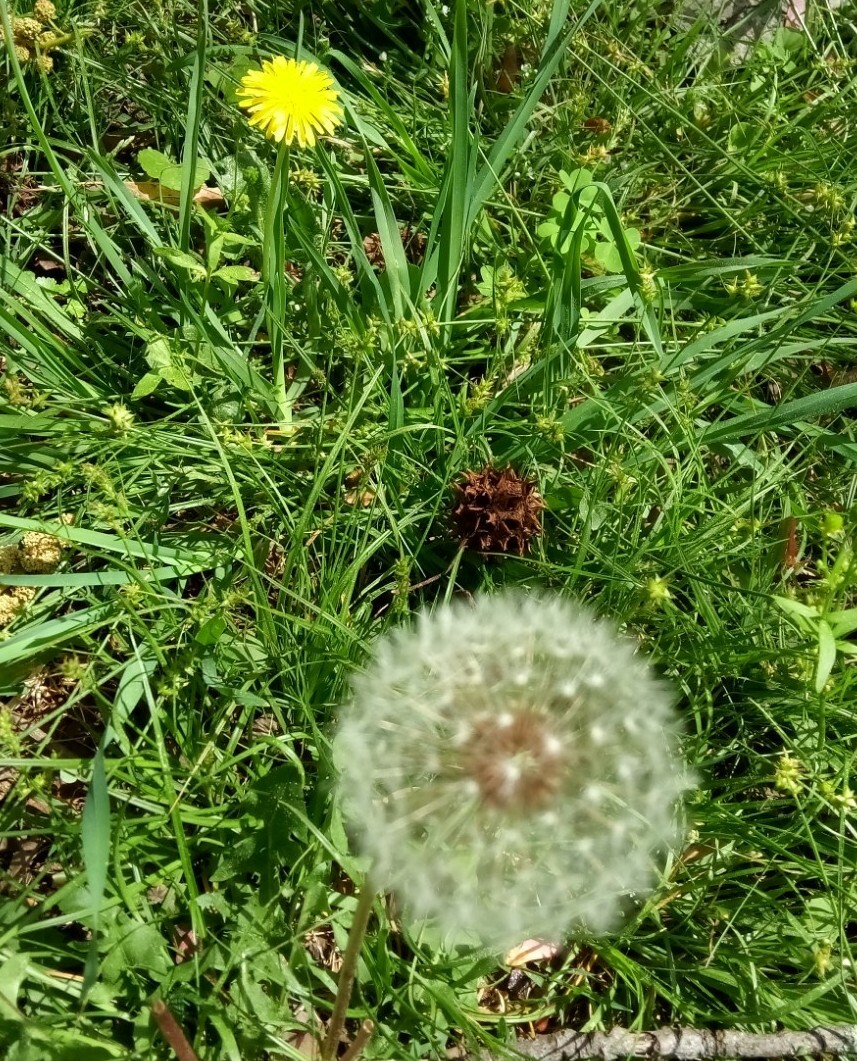 100 + Common Dandelion Seeds.US grown.