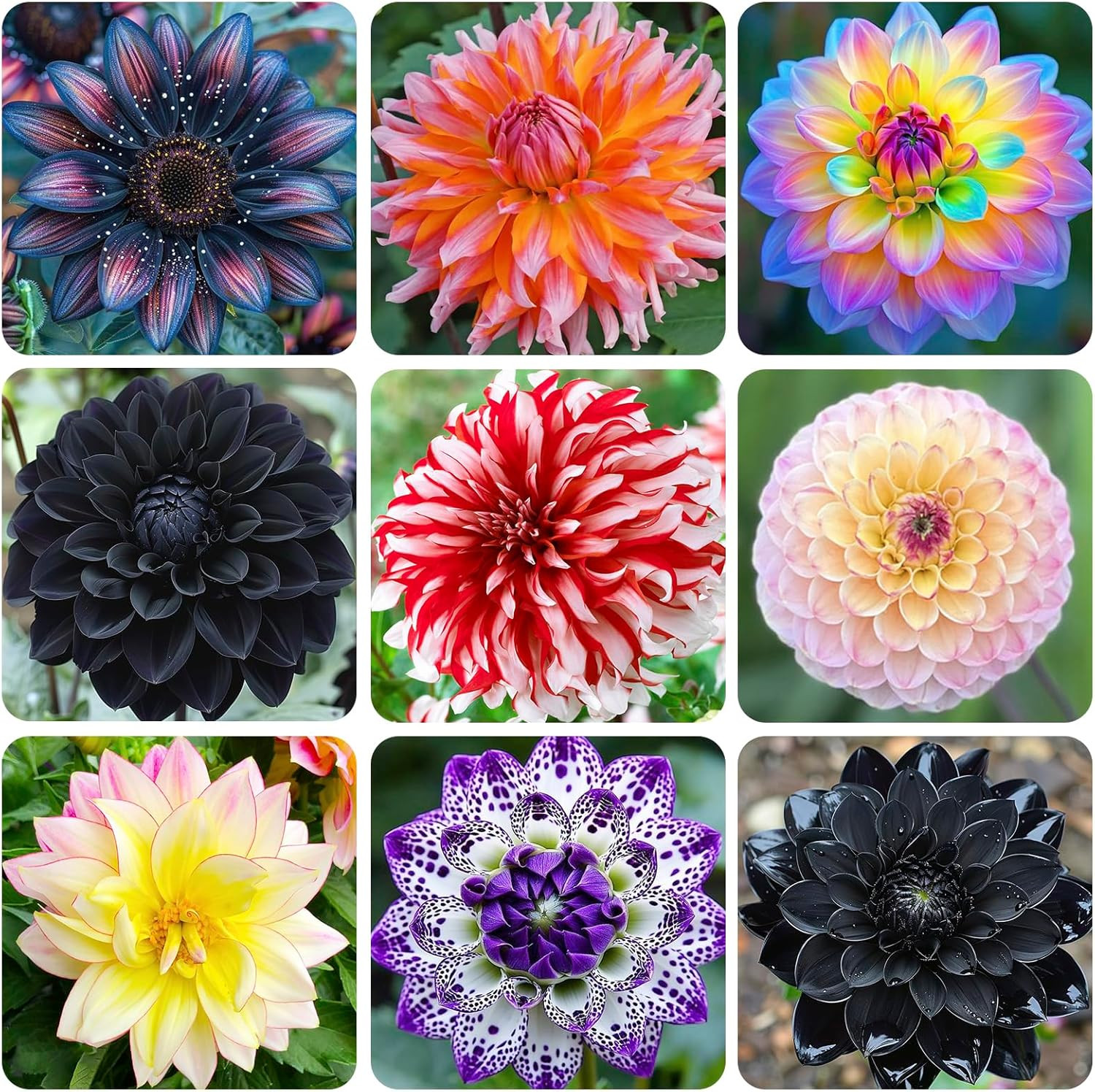 100+ Giant Dahlia Dinner Plate Flower Seeds – Exotic Dahlia for Planting Dahlia
