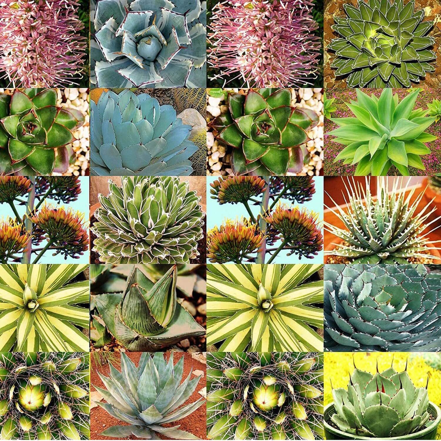 Agave Species Seed Mix for Planting – 10 Seeds – Grow Mixed Species Agave – Ship