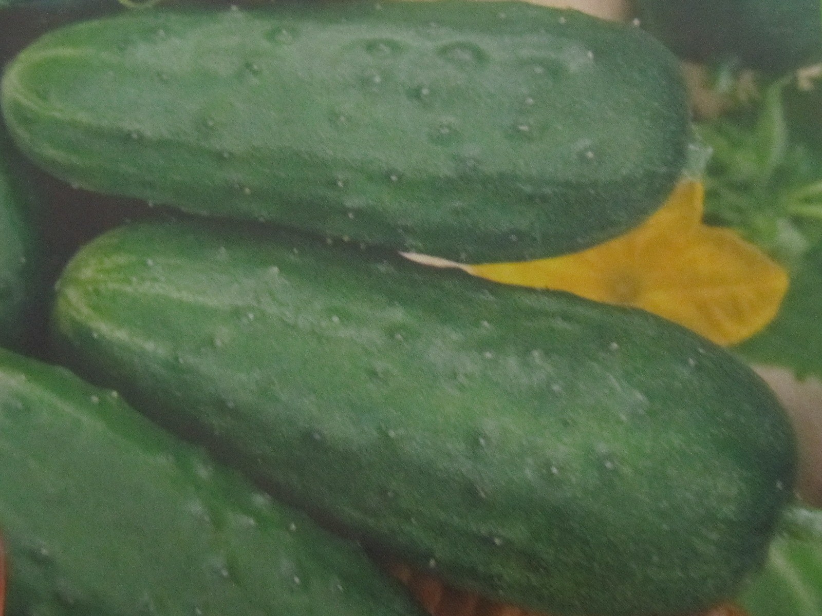 55 Carolina Cucumber F1 Hybrid Cucumber- 15 SEEDS