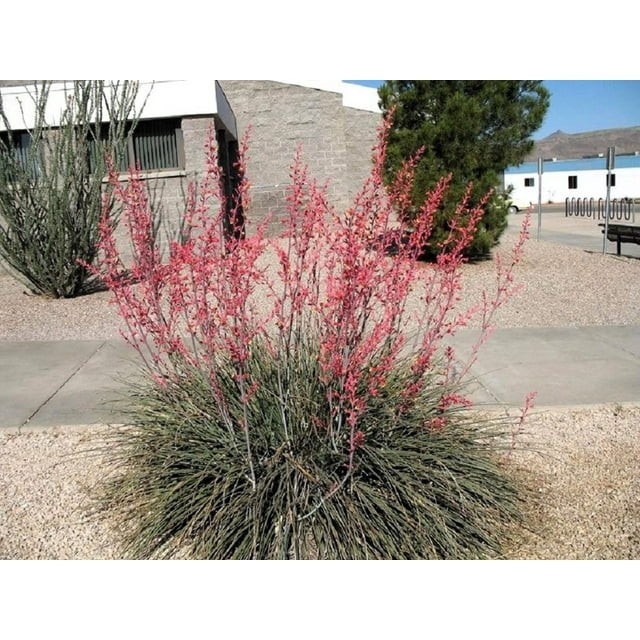 Hesperaloe Parviflora aka Red Yucca 8 Seeds Free Shipping!