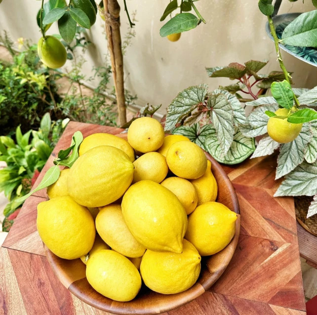 30 Lemon Tree Seeds – Grow Juicy Citrus Indoors or Outdoors in Pots or Gardens