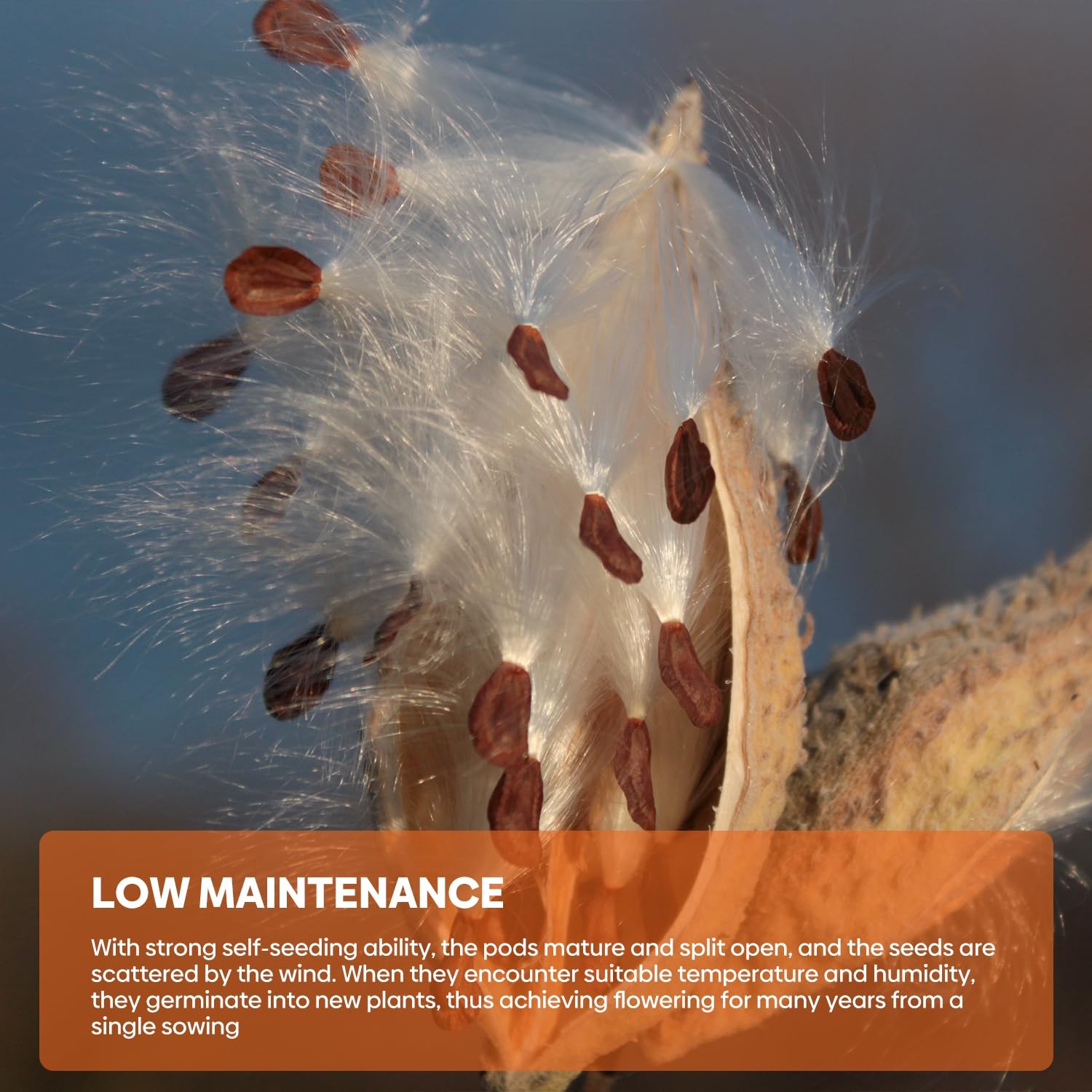 Milkweed Seeds for Planting Attract Monarch Butterflies NonGMO Pack of 5