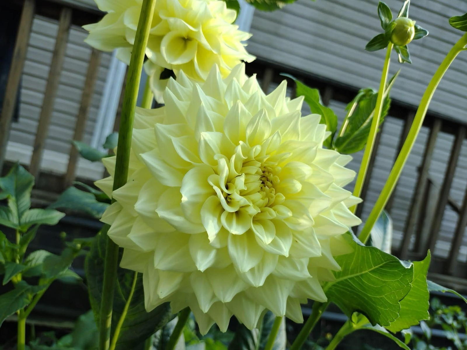Home Grown Dahlia Flower Tuber Bulb Bundle Lot 10-50 Grower’s Choice Tubers
