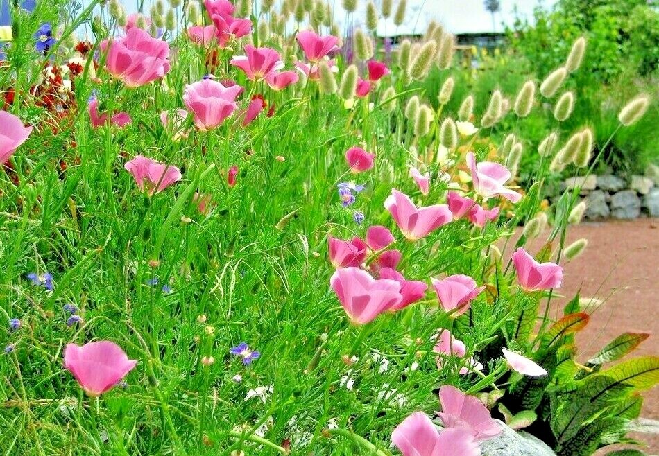 501+Purple Gleam CALIFORNIA POPPY Flower Seeds Native Wildflower Garden Easy