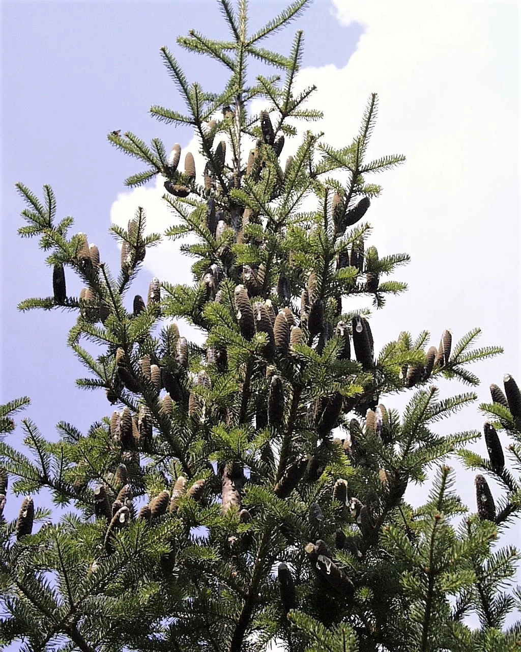 30 BALSAM FIR Tree Abies Balsamea Christmas Tree Silver Pine Canadian Fir Seeds