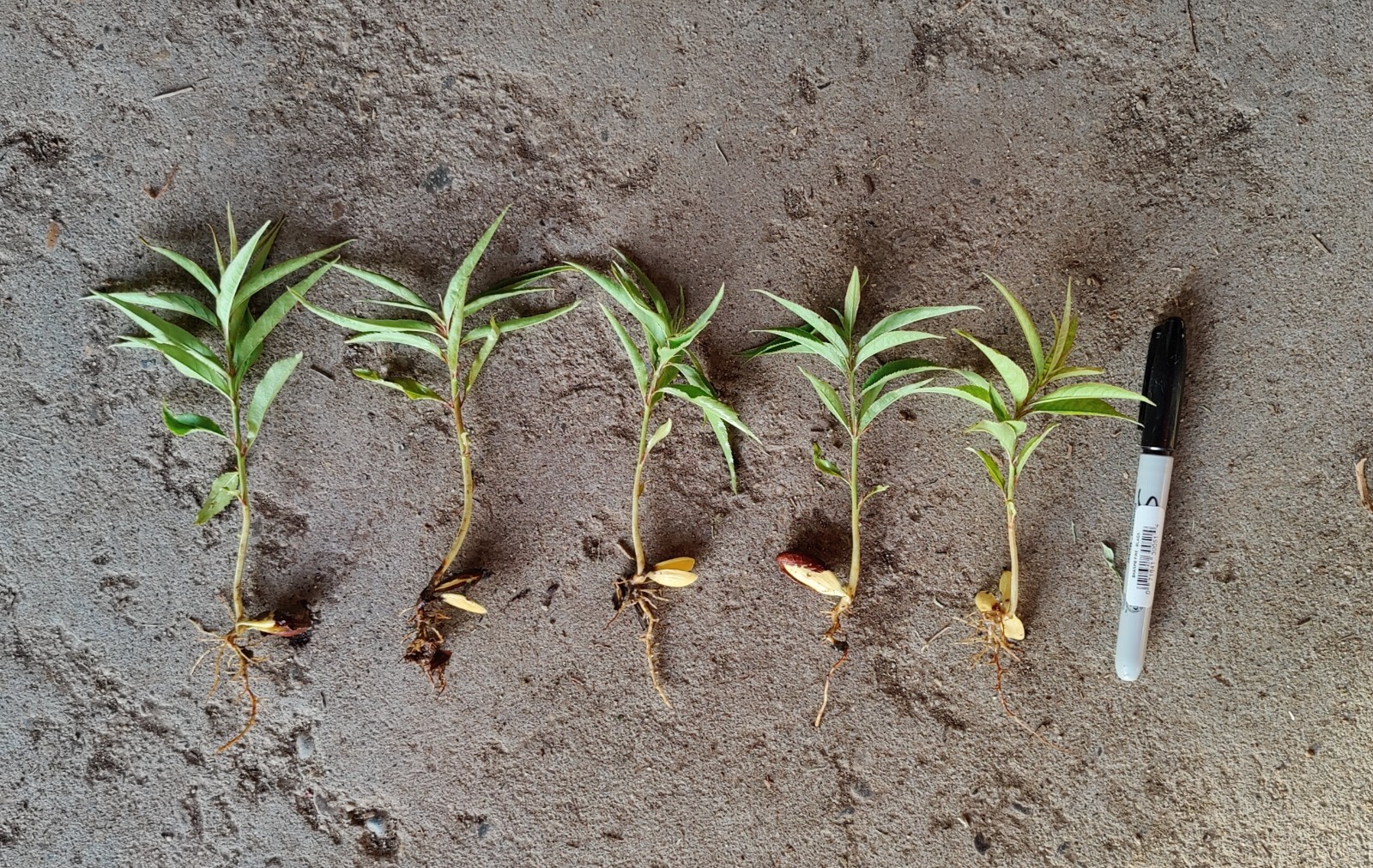 5 (Five) seedlings of LADY ZEE Peach Live Plant rooted about 3-6″ tall.