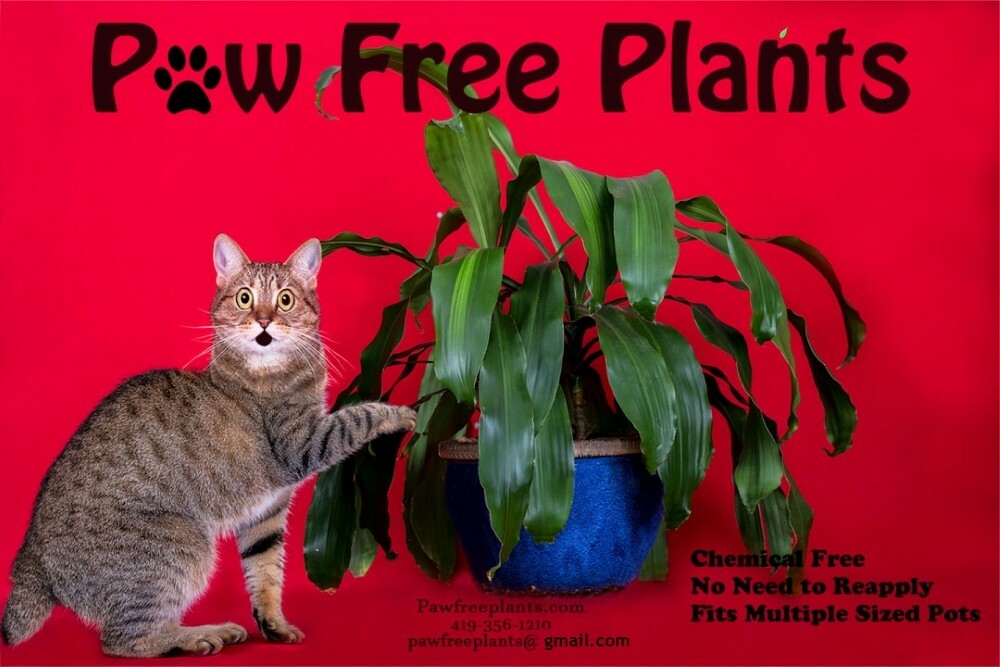 Cats, Urinating, potted plants, garden, pets