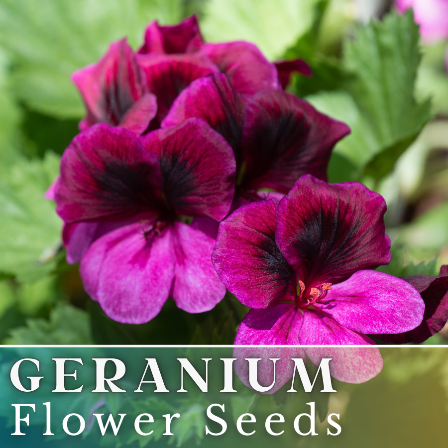 100+ Geranium Seeds -Berry Phantom- Fragrant – Fresh Flower Seeds Non GMO