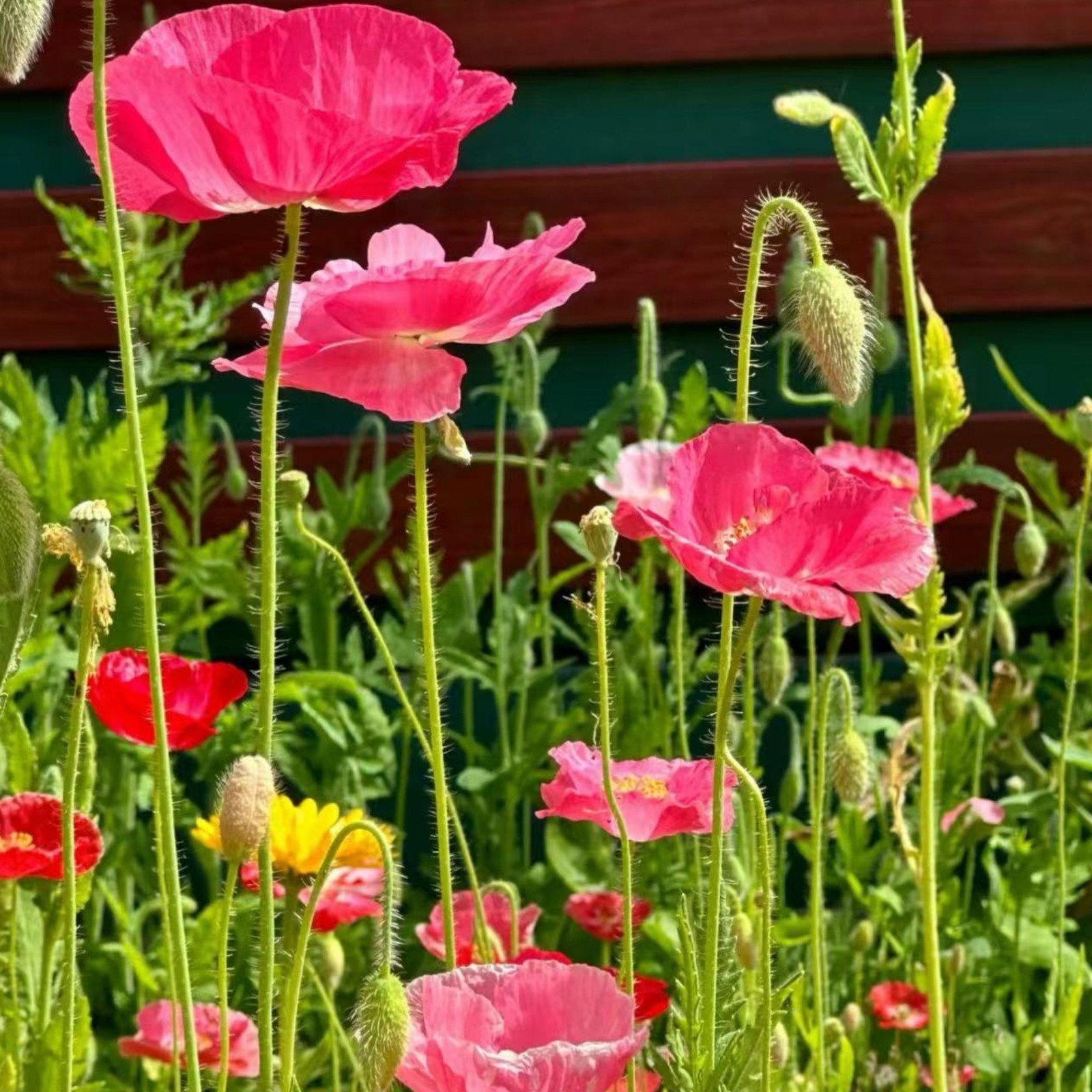 1000 Pink & White Shirley Poppy Seeds – Papaver rhoeas Garden Flower Zones 3–10