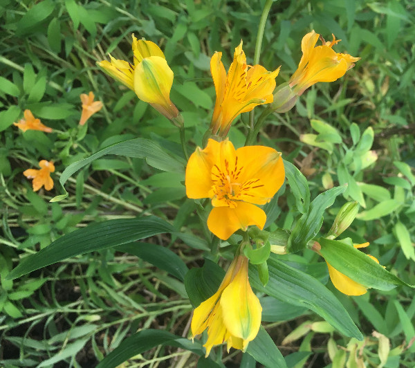 Alstromeria aurea | Sussex Gold | Yellow Parrot Lily | 30 Seeds