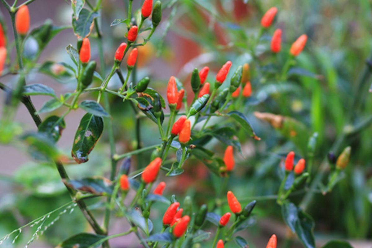 Hot Pequin Pepper-20 Seeds See Listing – Super Hot Spicy