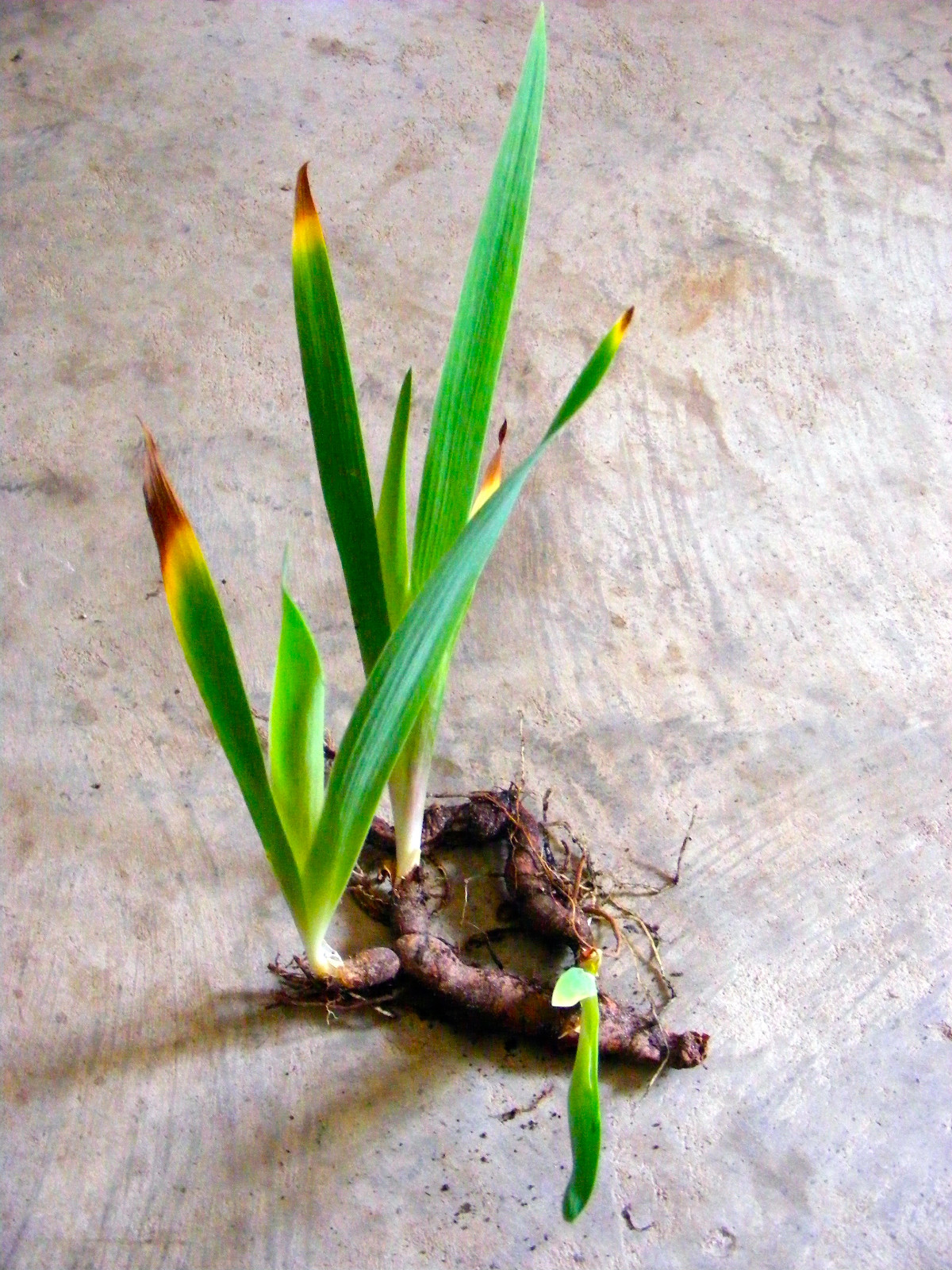 Iris Bulbs Southern ! VIOLET / BLUE