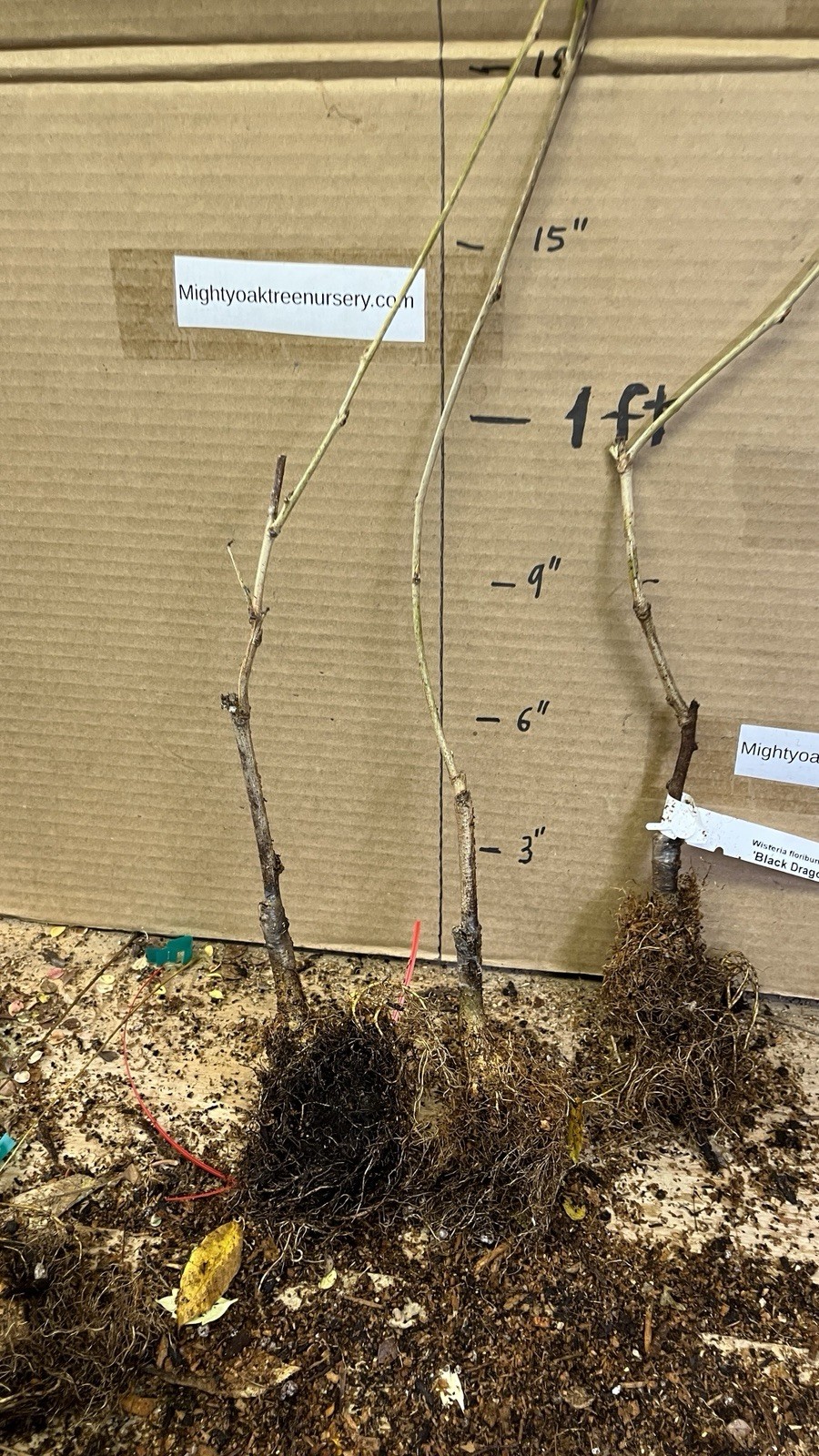 Wisteria floribunda Black Dragon (Double flowering variety) 1 yo grafted plant