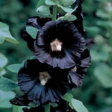Alcea rosea Black as Night 1,000 seeds
