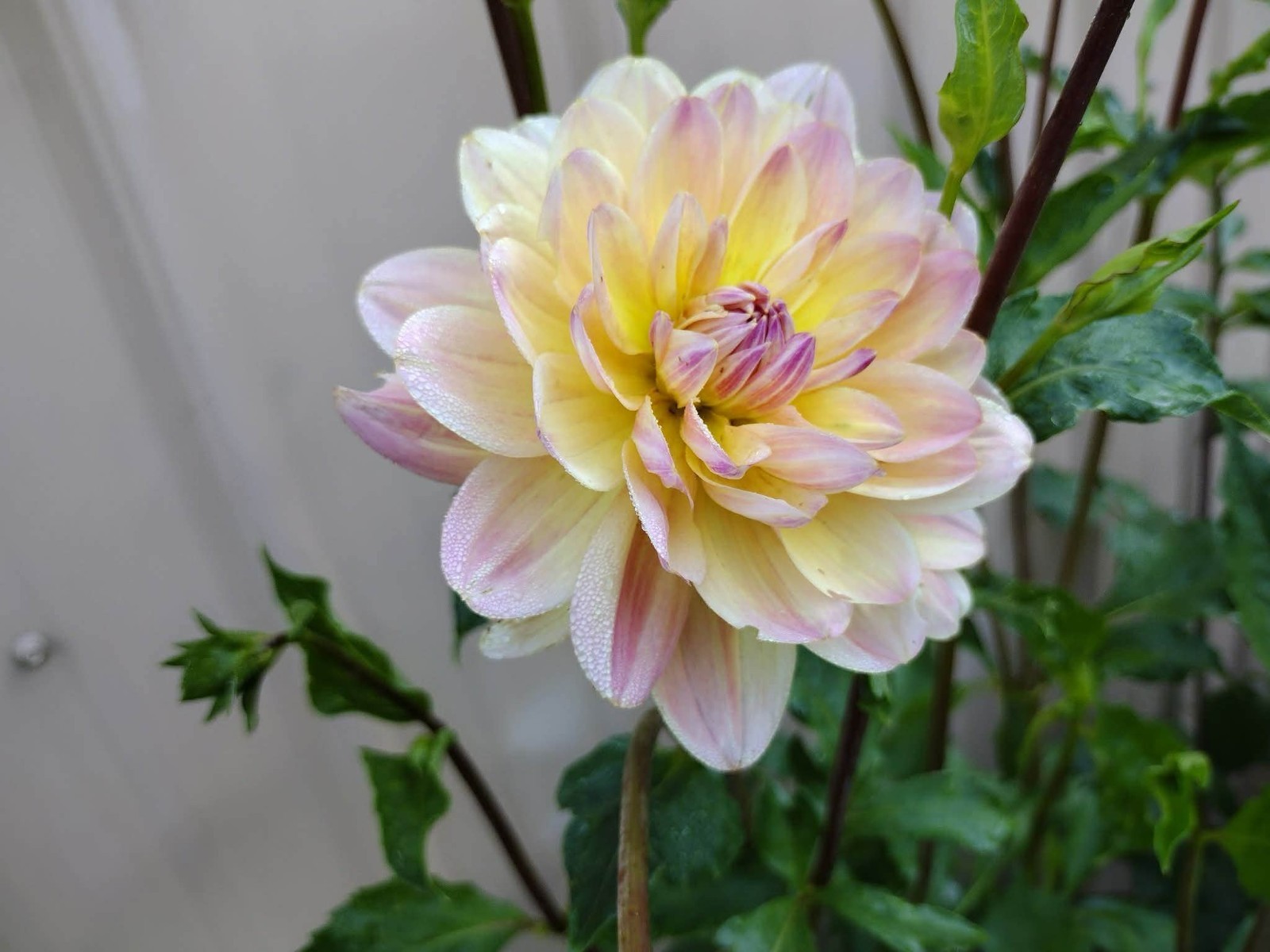Home Grown Dahlia Flower Tuber Bulb Bundle Lot 10-50 Grower’s Choice Tubers