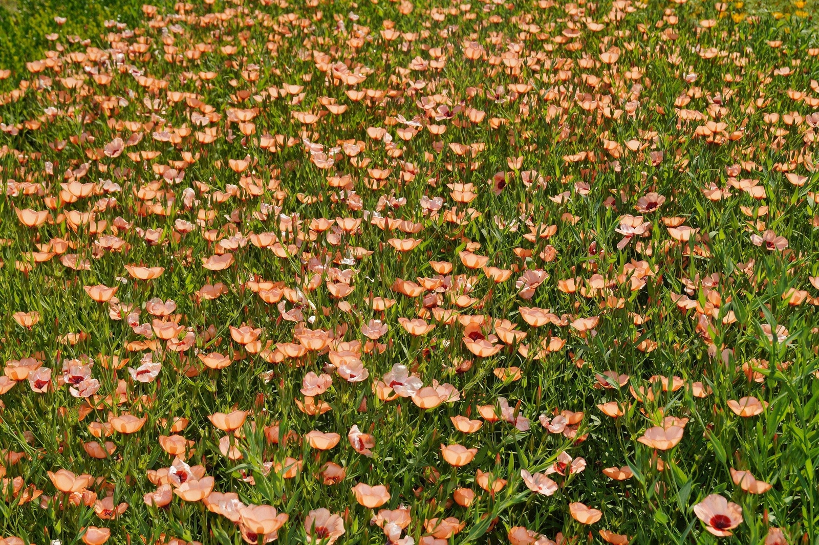 50 SALMON FLAX Linum Grandiflorum 1″ Salmon Pink Flower with Red Eyes Seeds