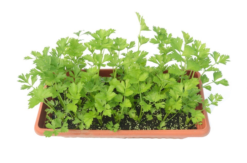 2000 CUTTING LEAF CELERY Apium Graveolens Soup Vegetable Herb Seeds *Flat Ship