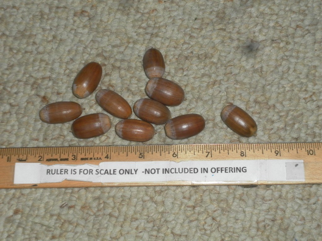 Acorns from English Oak Trees 12 ozs in a bag , inspected